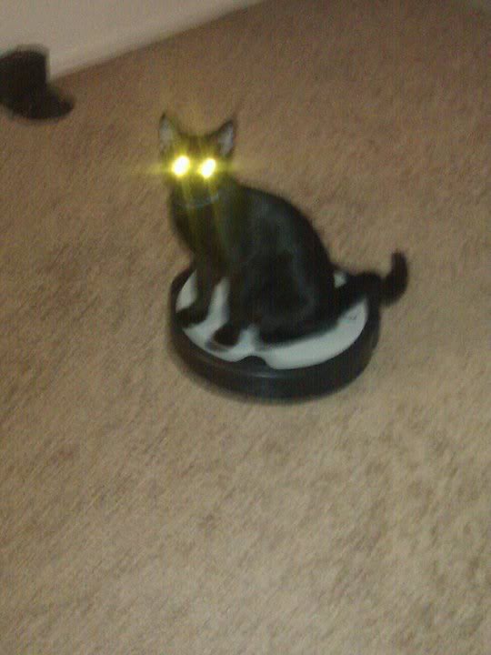 SpinOff:Post a picture of your pet! And tell me why you love them! : wedding animals pets love Zuluroomba