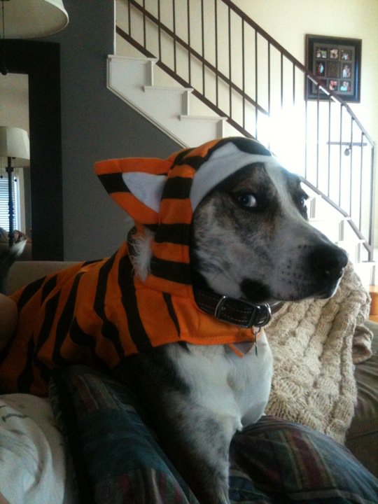 Post a pic of your pet in a halloween costume :  wedding pets 44217 1638997052163 1153860862 3191274 6794977 N