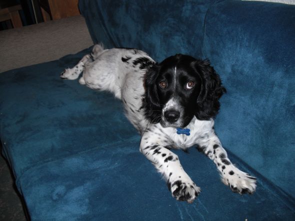 Were you successfully able to train a dog to stop getting on the couch? :  wedding DSCF3854