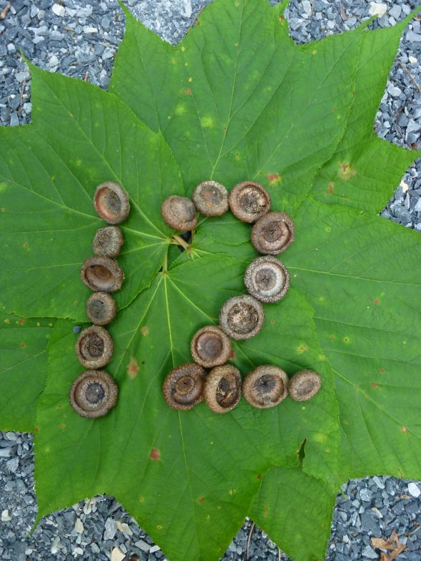Outdoorsy Table Numbers :  wedding diy leaves nature outdoors reception rock rustic table numbers 12