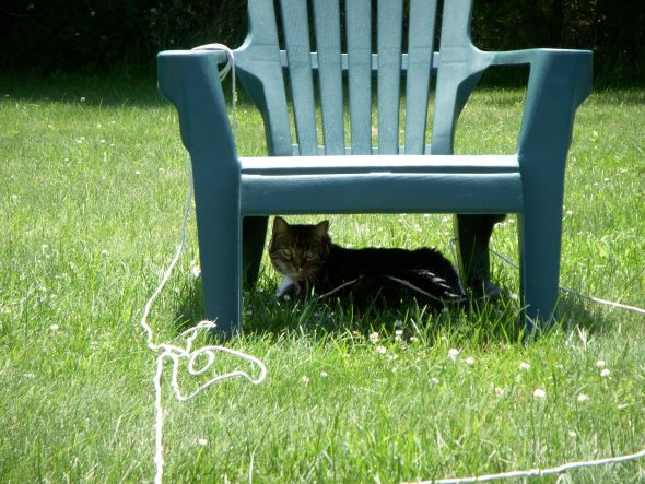My SO and I are cat lovers! Show off your cats or pets! :) :  wedding pets Goldster