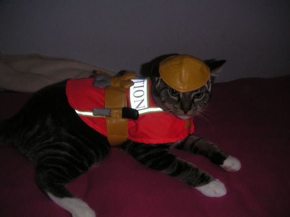 My SO and I are cat lovers! Show off your cats or pets! :) :  wedding pets Goldster 002