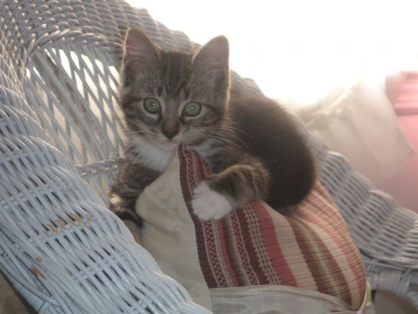 My SO and I are cat lovers! Show off your cats or pets! :) :  wedding pets Goldster 009