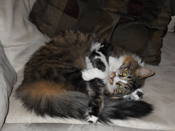 Cute pics of my kitties guaranteed to make you smile :). Post your pics too! :  wedding kitten cute 013110 004