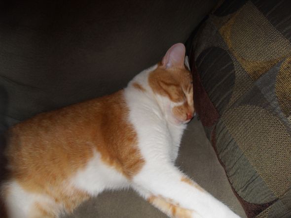 Cute pics of my kitties guaranteed to make you smile :). Post your pics too! :  wedding kitten cute 121809 017