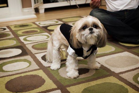 SpinOff:Post a picture of your pet! And tell me why you love them! : wedding animals pets love 393688 10100185233113397 24601048 45520174 653184049 N