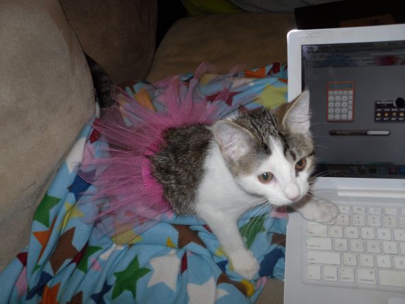 Post a pic of your pet in a halloween costume :  wedding pets ChiChi Ballerina