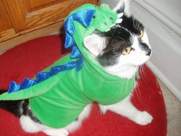Post a pic of your pet in a halloween costume : wedding pets Londie Reptar
