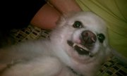 Let's talk about getting a dog :  wedding Daisy 1