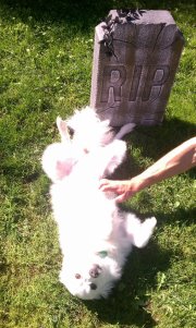 Let's talk about getting a dog :  wedding Daisy 2