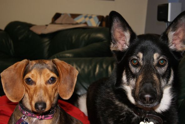 Getting a Second Dog--Pros and Cons? :  wedding DSC00049