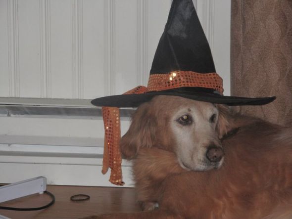 Post a pic of your pet in a halloween costume : wedding pets Addddddddddddddddisooooooooooonhat