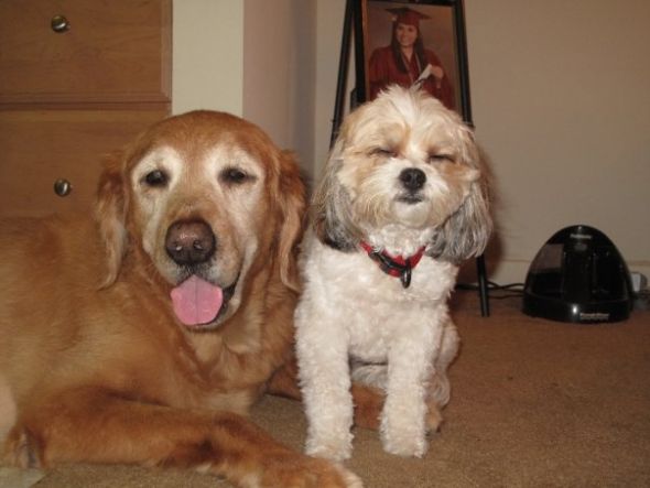 Post a pic of your pet in a halloween costume : wedding pets Cccccchhhhinnnnaaaaaaaaaaaaaaa