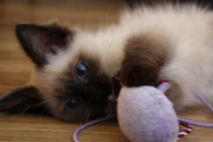 SpinOff:Post a picture of your pet! And tell me why you love them! : wedding animals pets love 25148 104946986210228 100000847824043 51264 6865053 N