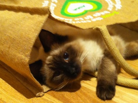 Naughty yet adorable pets! :  wedding IMG 0315