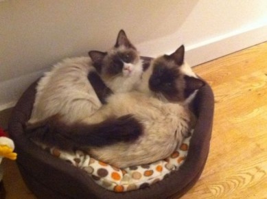 SpinOff:Post a picture of your pet! And tell me why you love them! :  wedding animals pets love IMG 1287