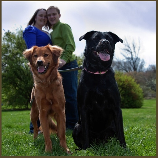 Dogs in the Engagment Photos :  wedding dog pet dogs photography photos idea engagment inspiration Pic11 511x510