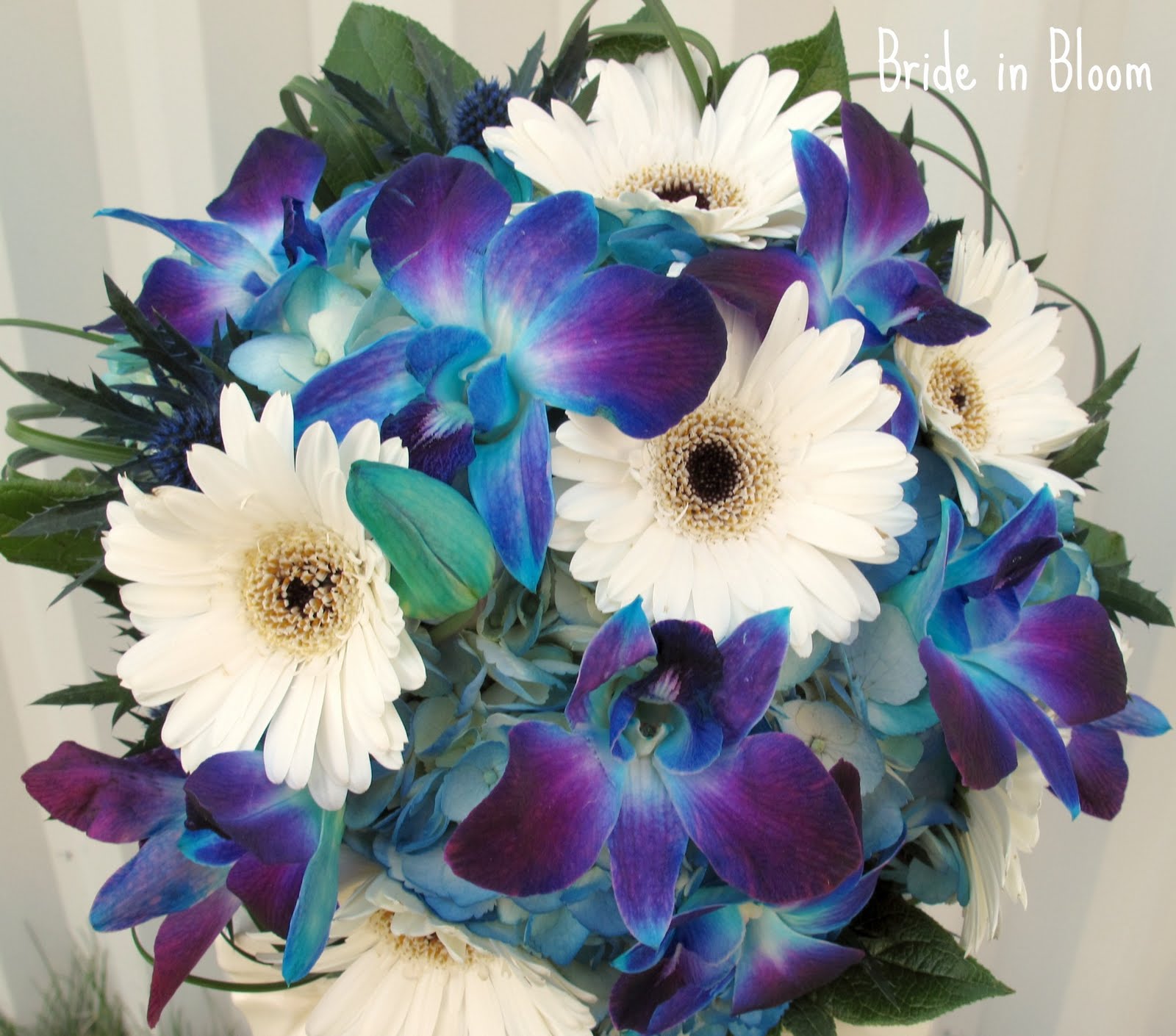 Blue Gerbera Flowers