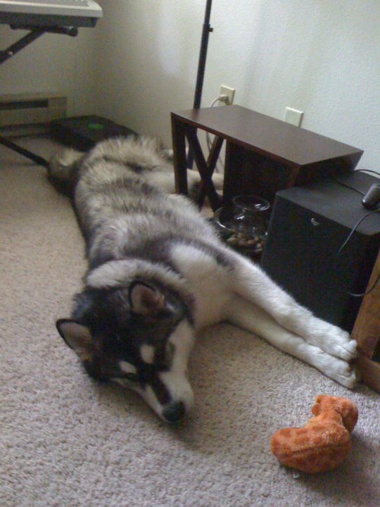 Cute overload!!  Post your sleepy puppy/kitten pics! :  wedding Big