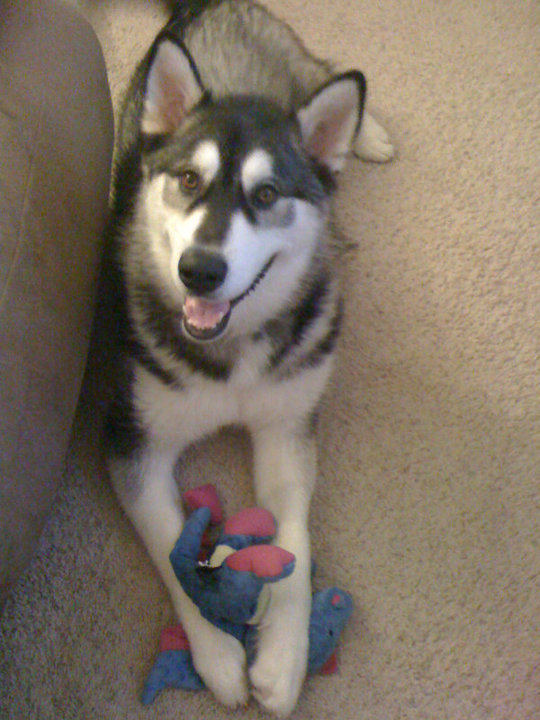 SpinOff:Post a picture of your pet! And tell me why you love them! :  wedding animals pets love Dragon