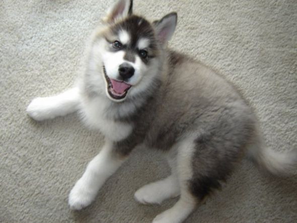 SpinOff:Post a picture of your pet! And tell me why you love them! : wedding animals pets love Happy Pup