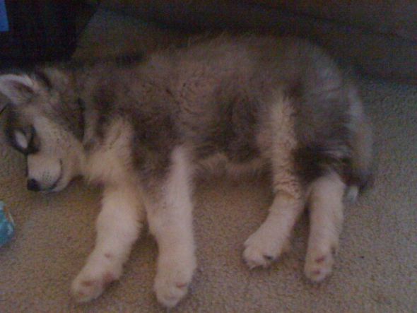 Cute overload!!  Post your sleepy puppy/kitten pics! :  wedding Little
