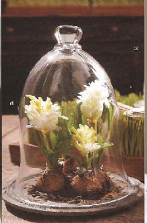 Dahlias. Anyone using or used them? :  wedding Terraniums