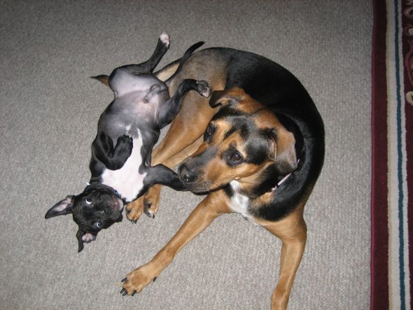 can't wait to pick up our puppy! (& show me your family pic w/ your puppy!) :  wedding pets dogs 020