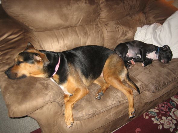 can't wait to pick up our puppy! (& show me your family pic w/ your puppy!) :  wedding pets dogs 024