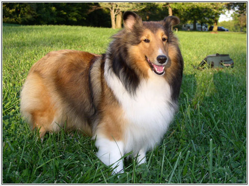 So we're getting a dog. Advice needed. :  wedding Lovely Sheltie Pup