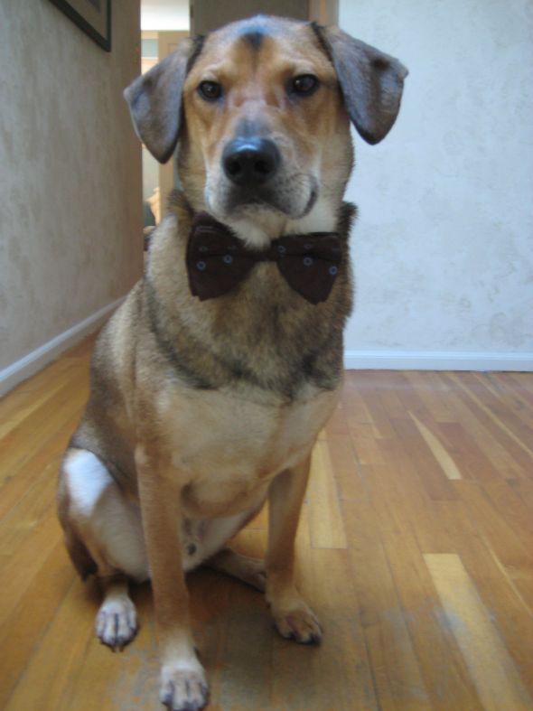 can't wait to pick up our puppy! (& show me your family pic w/ your puppy!) :  wedding pets dogs Ketubah And What Dya Mean I Cant Come 032