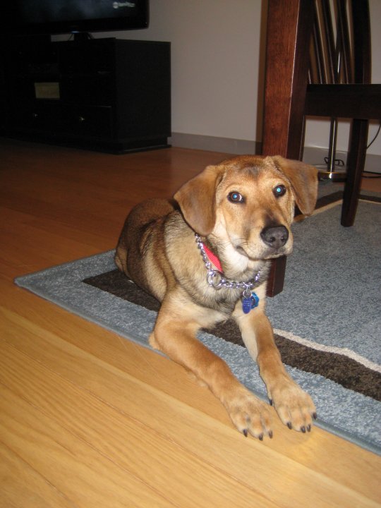 can't wait to pick up our puppy! (& show me your family pic w/ your puppy!) :  wedding pets dogs Puppy Harry