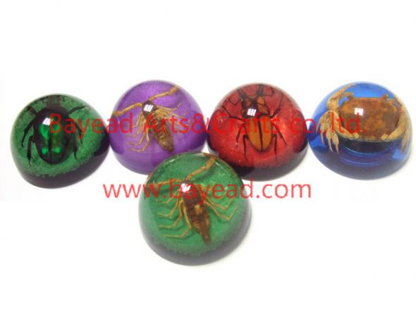 Real Insect Resin Refrigerator Magnets So Cool wedding insect 