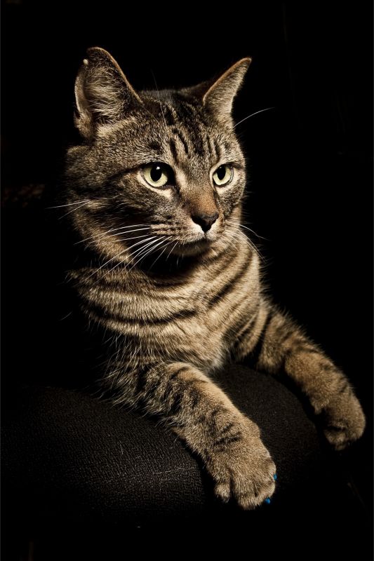 My SO and I are cat lovers! Show off your cats or pets! :) :  wedding pets Tom Cat 2