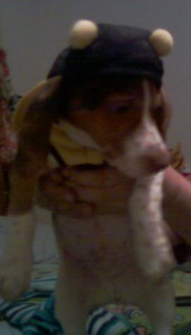 Post a pic of your pet in a halloween costume :  wedding pets Ellhalloween