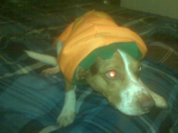 Post a pic of your pet in a halloween costume :  wedding pets Ellhalloween2
