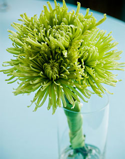 DIY Bouquet: How Many Blooms? : wedding diy bouquet green spider mums button mums flowers diy flowers 2010 January Green Spider Mums