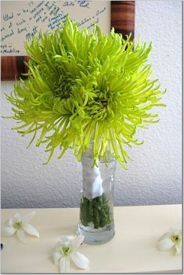 Help Me Choose My Bouquets! :  wedding diy bouquet green spider mums button mums flowers dianthus green flowers bouquets advice 76767.spidermum