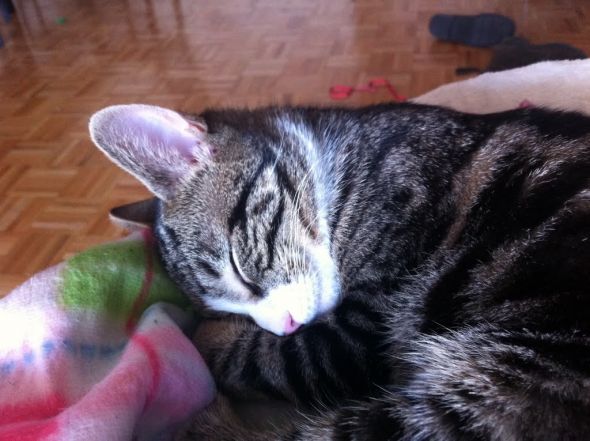 SpinOff:Post a picture of your pet! And tell me why you love them! : wedding animals pets love Floof