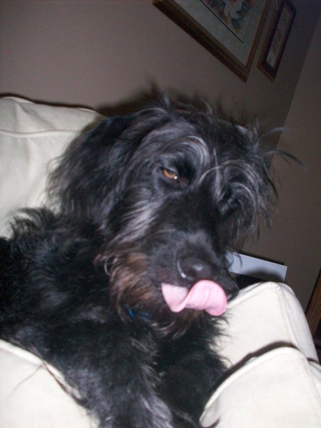 SpinOff:Post a picture of your pet! And tell me why you love them! : wedding animals pets love 11854 196786674391 543379391 4006318 1490313 N
