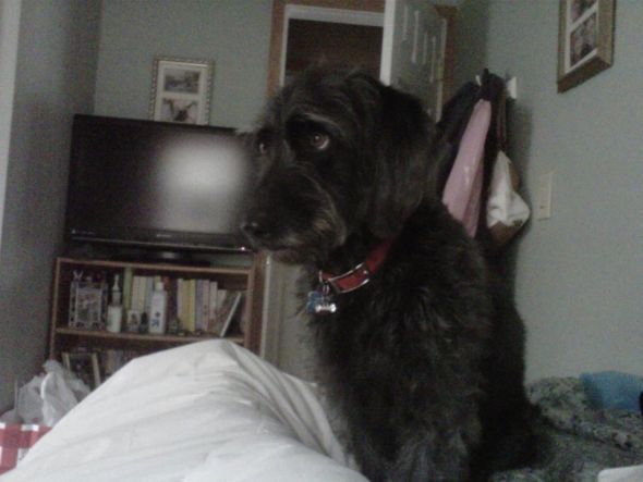 SpinOff:Post a picture of your pet! And tell me why you love them! : wedding animals pets love 388760 10150565806619392 543379391 11735795 705850770 N