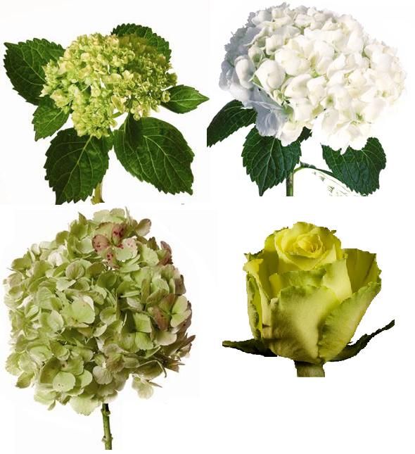 Need advice on DIY flowers!! :  wedding flowers diy help me pick choose the flower exchange hydrangeas Hydrangeas