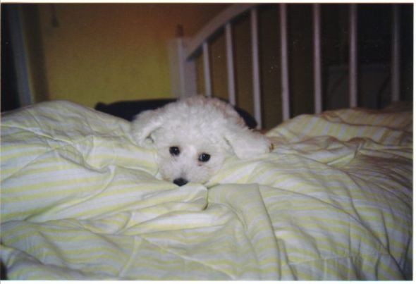 Pets....for better or for worse? : wedding 227939 539849470222 5124936 30031557 4858 N
