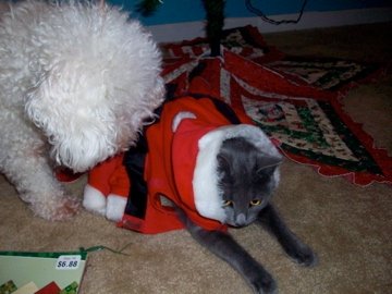Spinoff: Your Pets During the Holidays :  wedding pet holiday pets during holiday season Bella Xmas