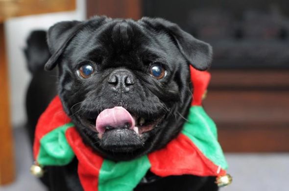 New Pug puppy Pics! Feel free to post your animals as well :) : wedding 384022 2618254974090 1186590282 32482804 585754241 N