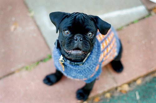 New Pug puppy Pics! Feel free to post your animals as well :) : wedding Harry In A Sweater