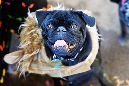 New Pug puppy Pics! Feel free to post your animals as well :) : wedding Halloween Harry