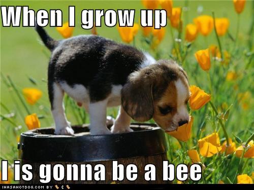 Raise your hand and repeat after me... :  wedding mrs grape Funny Dog Pictures When I Grow Up I Is Gonna Be A Bee