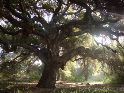Lets see everyones venue :  wedding venue reception decor Botanic Garden Tree