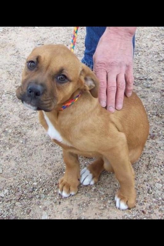 What kind of puppy do you think this is? :  wedding pup puppy rescue shelter dog boxer pit bull Layla